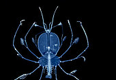 Portrait of a phyllosome (lobster larva) at night off Tahiti, above a depth of 1500 m.