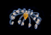 Juvenile anenoma in the pelagic phase at night off Tahiti, above a depth of 1500 m
