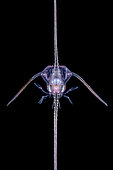 Porcelain crab zoe larva at night off Tahiti, above 1500 m depth