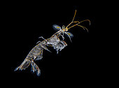 Juvenile squilla evolving off Tahiti at night above a depth of 1500 m