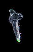 Planula, coral larva (<1mm) at night off Tahiti in waters over 1500 deep
