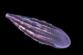 Cigar comb jelly (Beroe sp) - 3 cm. evolving off Tahiti at night above a depth of 1500 m