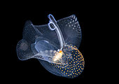 Sea butterfly (Gleba cordata), 2 cm. at night off Tahiti above a depth of 1,500 m.