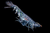 Amphipod (Stressia sp) 2 cm. at night off Tahiti above 1500 m depth