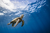 Green turtle (Chelonia mydas) below the surface, Tahiti, French Polynesia