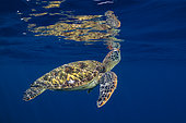Green turtle (Chelonia mydas) below the surface, Tahiti, French Polynesia