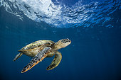 Green turtle (Chelonia mydas) below the surface, Tahiti, French Polynesia