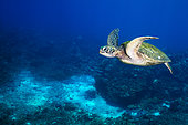 Green turtle (Chelonia mydas) below the surface, Tahiti, French Polynesia