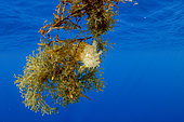 Sargassum fish (Histrio histrio) drifting off Tahiti, French Polynesia.