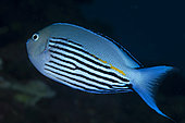 Watanabe's angelfish (Genicanthus watanabei) male, Tahiti, French Polynesia