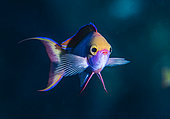 Portrait of a male Moorea Anthias (Pseudanthias mooreanus). A difficult species to observe, evolving below 40 m. Tahiti, French Polynesia