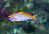Portrait of a male Moorea Anthias (Pseudanthias mooreanus). A difficult species to observe, evolving below 40 m. Tahiti, French Polynesia
