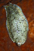 Banded sole (Soleichthys heterorhinos) on a sponge. Bangka Island, Indonesia