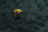 Weedy pygmy seahorse (Hippocampus pontohi). Bangka Island, North Sulawesi. Indonesia