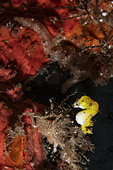 Weedy pygmy seahorse (Hippocampus pontohi). Bangka Island, North Sulawesi. Indonesia