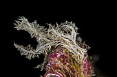 Ghost nudibranch (Melibe colemani), Bangka Island, North Sulawesi. Indonesia