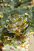 Nudibranch Black Cyerce (Cyerce nigra), Bangka Island, North Sulawesi. Indonesia