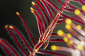 Commensal crinoid shrimp - Laomène d'Amboine (Laomenes amboinensis), Bangka Island, North Sulawesi. Indonesia