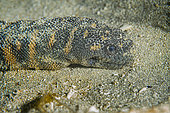Sea snake Little filesnake (Acrochordus granulatus). Bangka Island, North Sulawesi. Indonesia