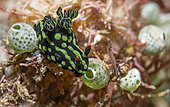 Nudibranch (Nembrotha kubaryana), Bangka Island, North Sulawesi. Indonesia