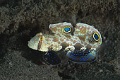 Twinspot Goby (Signigobius biocellatus), Bangka Island, North Sulawesi. Indonesia