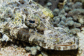 Portrait of a De Beaufort's crocodile flathead (Cymbacephalus beauforti). Bangka Island, North Sulawesi. Indonesia