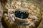 Eye of a De Beaufort's crocodile flathead (Cymbacephalus beauforti). Bangka Island, North Sulawesi. Indonesia