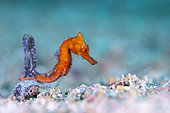 Moluccan seahorse (Hippocampus moluccensis). Bangka Island, North Sulawesi. Indonesia