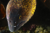 Portrait of a yellow-edged moray (Gymnothorax flavimarginatus). Lembeh Strait, Indonesia