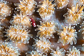 Braun's pughead pipefish (Bulbonaricus brauni) in a coral (Galaxea sp). Lembeh Strait, Indonesia