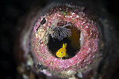 Coral goby (Gobiodon sp) taking refuge in an old glass bottle. Lembeh Strait. Indonesia