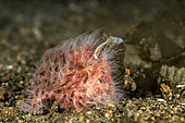 Portrait of a hairy striated frogfish (Antennarius striatus). Lembeh Strait. Indonesia