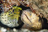Moray eels (Gymnothorax sp) in a shelter. Lembeh Strait, Indonesia