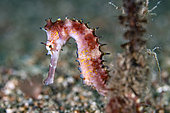 Thorny seahorse (Hippocampus histrix), Lembeh, Indonesia