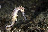 Spiny seahorse (Hippocampus histrix), lembeh, Indonesia