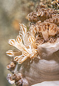 Xenia coral mimic nudibranch (Phyllodesmium rudmani) on Xenia coral