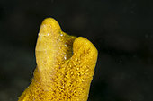 Cryptic sponge shrimp (Gelastocaris paronae). Lembeh Strait, Indonesia