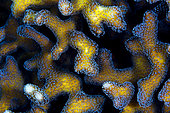 Detail of coral (Stylophora sp). Lembeh Strait, Indonesia