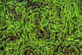 Detail of torch coral (Euphyllia sp), Lembeh Strait, Indonesia