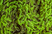 Detail of torch coral (Euphyllia sp), Lembeh Strait, Indonesia