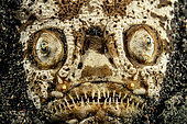 Uranoscope (Uranoscopus sp.) hidden in the sand. Lembeh Strait, Indonesia