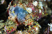 Blotchfin Scorpionfish (Scorpaenodes varipinnis), Lembeh Strait, Indonesia