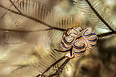 Nudibranch donut (Doto greenamyeri) feeding on hydraires, Lembeh, Indonesia