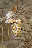 Nudibranch donut (Doto greenamyeri) and its egg laying, Lembeh, Indonesia