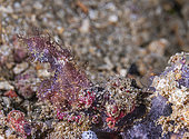 Hairy octopus (Octopus sp), North Sulawesi, Indonesia