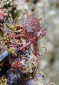 Hairy octopus (Octopus sp), North Sulawesi, Indonesia