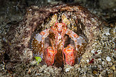 Lisa's Mantis Shrimp (Lysiosquillina lisa) in its burrow, Bangka, Sulawesi, Indonesia