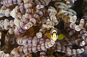Yellow-tailed clownfish (Amphiprion clarkii) in a Beaded Sea Anemone (Heteractis aurora), Lembeh Strait, Sulawesi, Indonesia