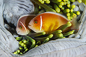 Pair of pink anemonefish (Amphiprion perideraion) in a magnificent anemone (Heteractis magnifica), Sulawesi, Indonesia