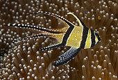 Banggai cardinalfish (Pterapogon kauderni), Lembeh, Sulawesi, Indonesia